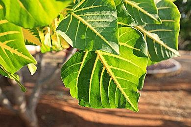 Steam开启射击游戏《先驱者》免费体验活动